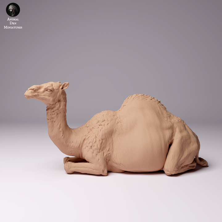 ADM2001 Dromedary Camel Female Lying