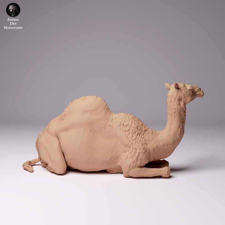 ADM2001 Dromedary Camel Female Lying