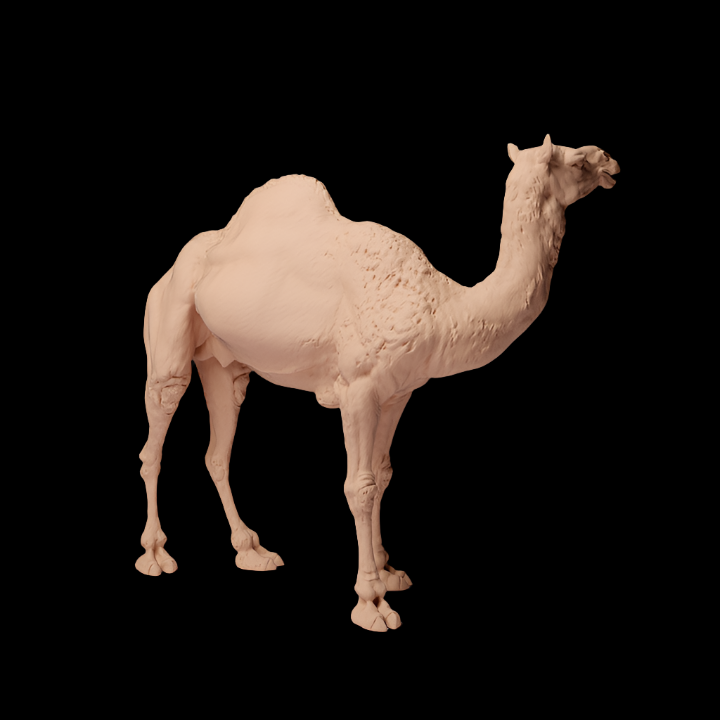 ADM2000 Dromedary Camel Male