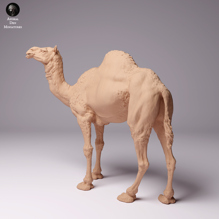 ADM2000 Dromedary Camel Male