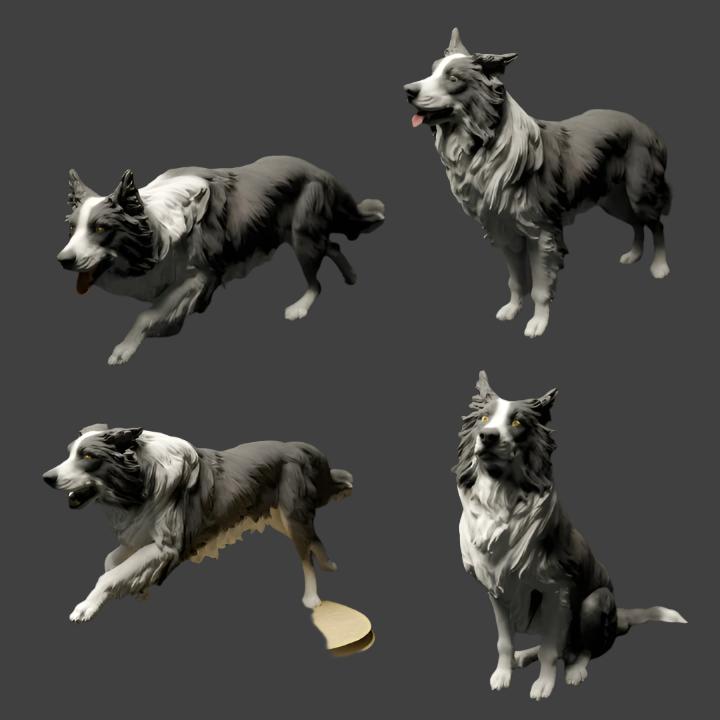 ADM0001 Border Collie Group