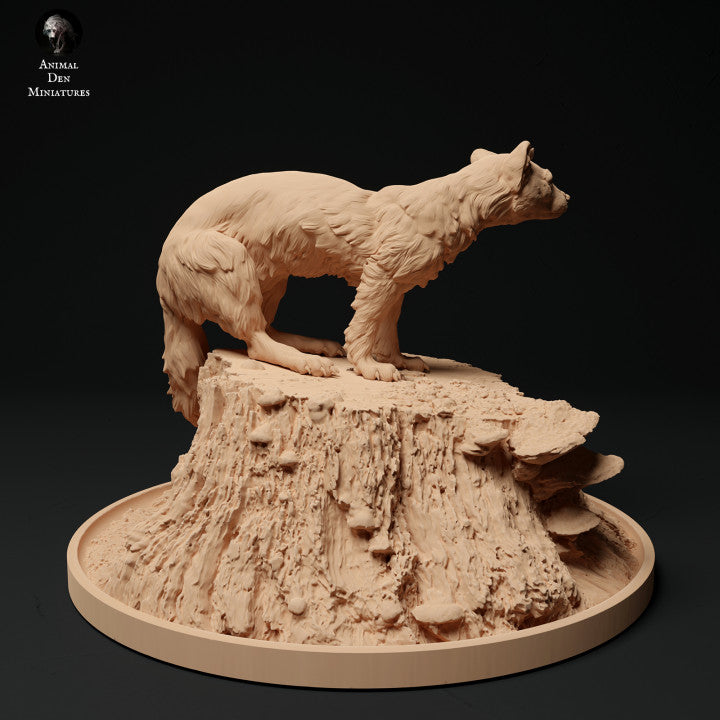 ADM2007 Pine Marten on a Stump