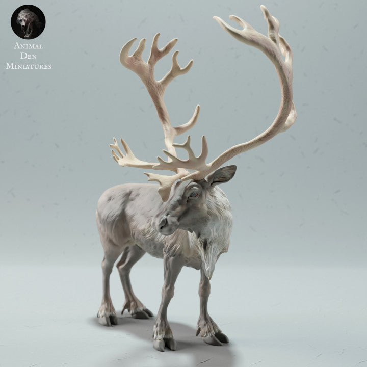 Adm2018 Reindeer / Caribou Bull Animal