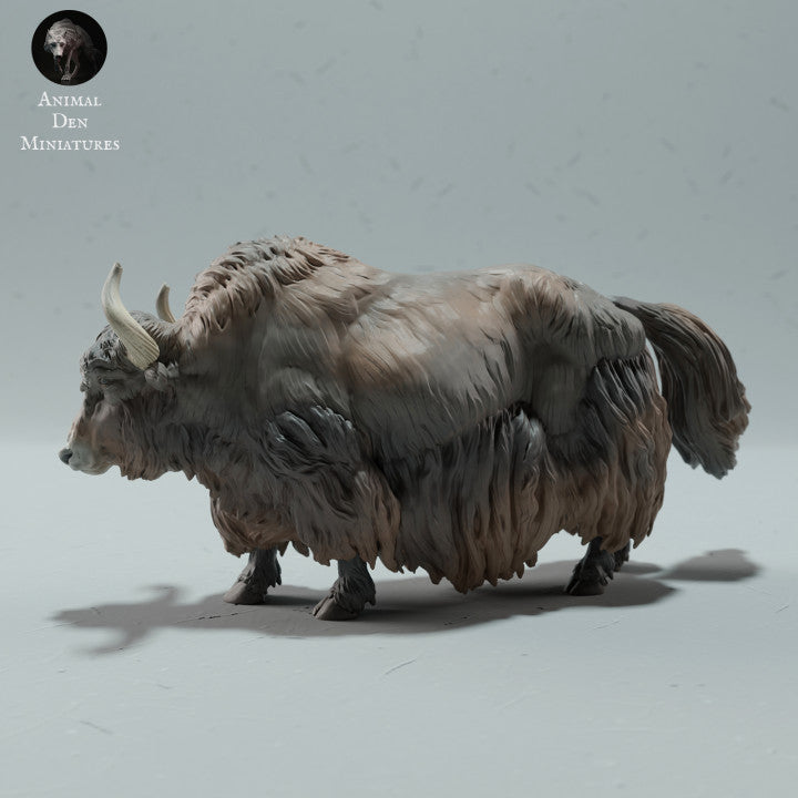 ADM2024 Himalayan Wild Yak