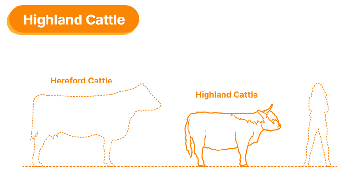 ADM1501 Highland Cow Standing licking nose x 1