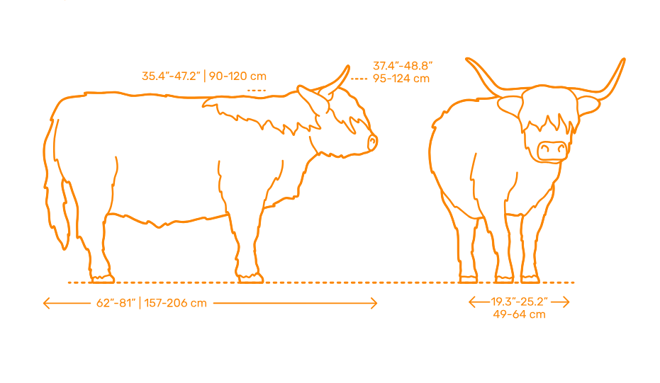 ADM1501 Highland Cow Standing licking nose x 1