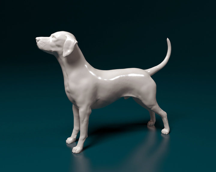 Dalmatian Standing Dog